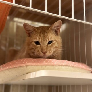 甘えん坊さんのチャロ君の里親さん募集