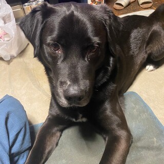 ゴールデンレトリーバーmix 