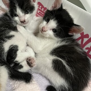 生後1ヶ月のハチワレ兄妹