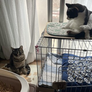 いつも一緒の姉妹猫２匹でずっとのおうち募集します