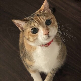 順番にお返事しておりますのでもう少々お待ち下さい