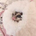 大切に育ててくださる里親様募集
