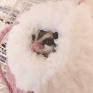 大切に育ててくださる里親様募集