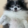 ポメラニアンの男の子です。 サムネイル3