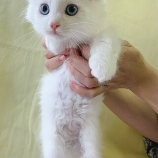 ３人兄弟　ブルーアイ♡もちくん