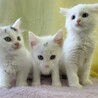 三兄弟で1番元気♡まろくん サムネイル2