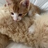 モフモフ大好き。