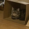 贅沢な名