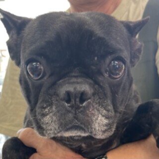 フレンチの女の子