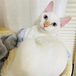 ねこの譲渡会／名東生涯学習センター