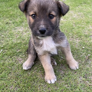 可愛い子犬　オス　mix 2匹　里親募集