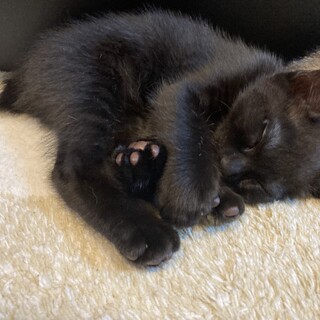 【トライアル】抱っこさせてくれる元気な黒猫　3月生
