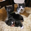 ♦︎可愛いアイスネームの3兄妹♦︎