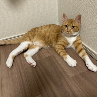 白ソックスがかわいい茶白男子 むげん♂