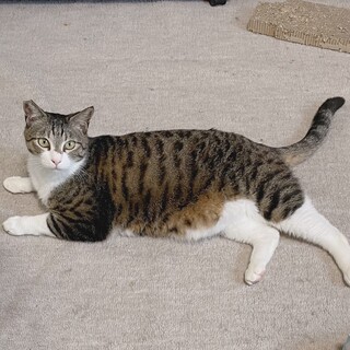 シャーと威嚇、パンチありの猫さんです