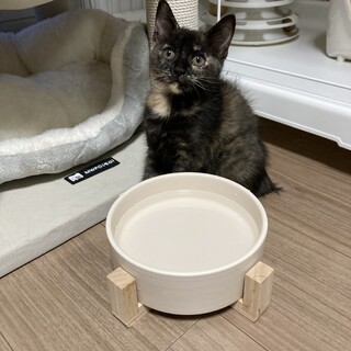 賢くて人懐っこい黒さび　鍵しっぽ　3月生まれ