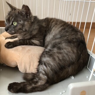 変わった模様のアーニャ　6ヶ月