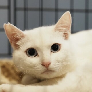 白毛×ブルー瞳、かわいい甘えんぼの男の子