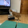 ぽちゃぽちゃぽさん