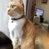 外を見るちゃちゃ
