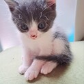 雑種　元気な子猫ちゃん