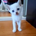 雑種　元気いっぱい子猫