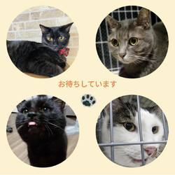 ねこの合同譲渡会 サムネイル2