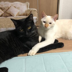ねこの合同譲渡会 サムネイル3