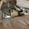 2023,3 ガッツポーズなししゃも君