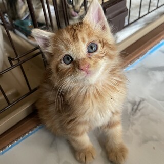 甘えん坊な男の子⭐︎おあげくん