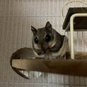里親が決定したので募集停止中（アメモモの女の子）