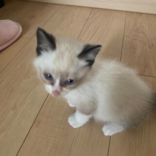 シャム猫の仔猫