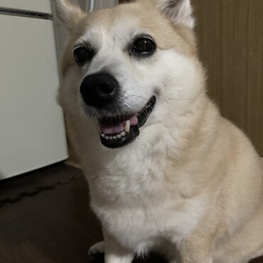 10歳になりました☆元気一杯です☆
