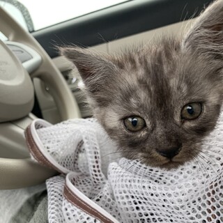 生後二ヶ月スモーキー柄の女の子です