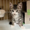 無責任餌やり現場からレスキュー子猫のりくん