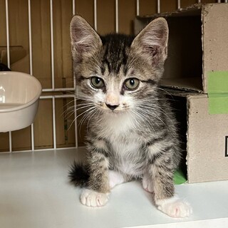 無責任餌やり現場からレスキュー子猫のりくん