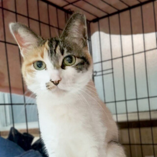 【トライアル/見学OK】人馴れ三毛猫