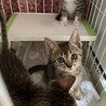 トライアル決定につき募集ストップ・子猫こんぶくん サムネイル4
