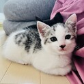 大切な家族の一員にしてあげてください