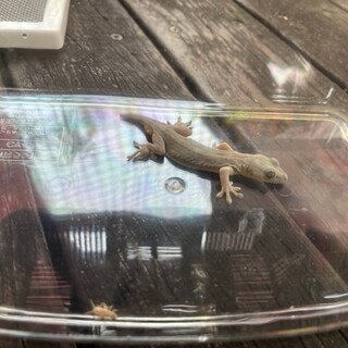 ニホンヤモリの里親さん探しております