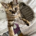 2ヶ月のサビ猫ちゃん