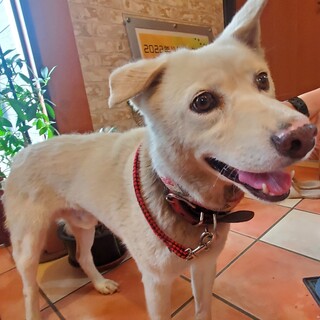 真っ白ふわふわの『ごはん』君