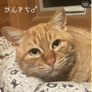 人馴れ抜群♡味わい深い甘吉つぁん 6歳くらい