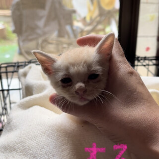 無責任な餌やりさんから保護