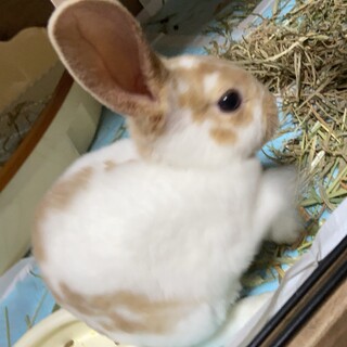 ミニレッキス︎︎ ♀1歳