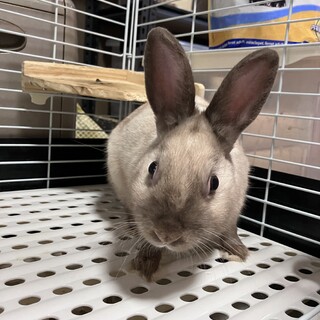 大切に育ててくださる方のみよろしくお願いします。