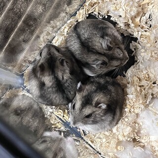 大切に育ててくださる方のみよろしくお願いします。