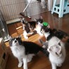 トライアル決定！ほくろの三毛ちゃん サムネイル2