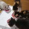 トライアル決定！ほくろの三毛ちゃん サムネイル3