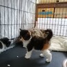 トライアル決定！ほくろの三毛ちゃん サムネイル4
